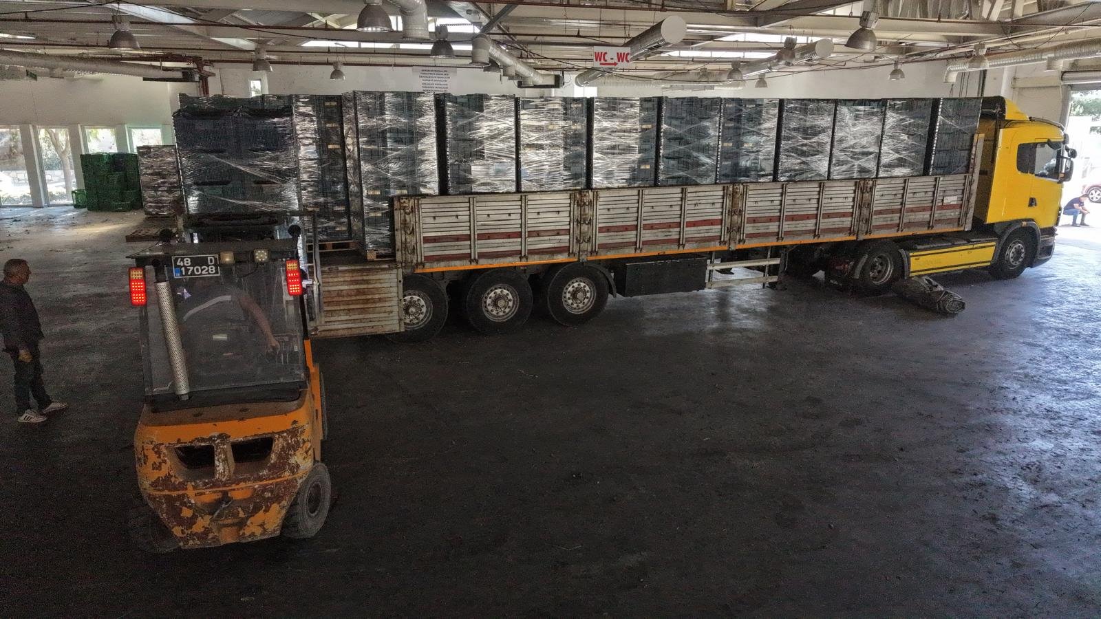 Bodrum Mandalininde Yeşil Hasat Bereketi